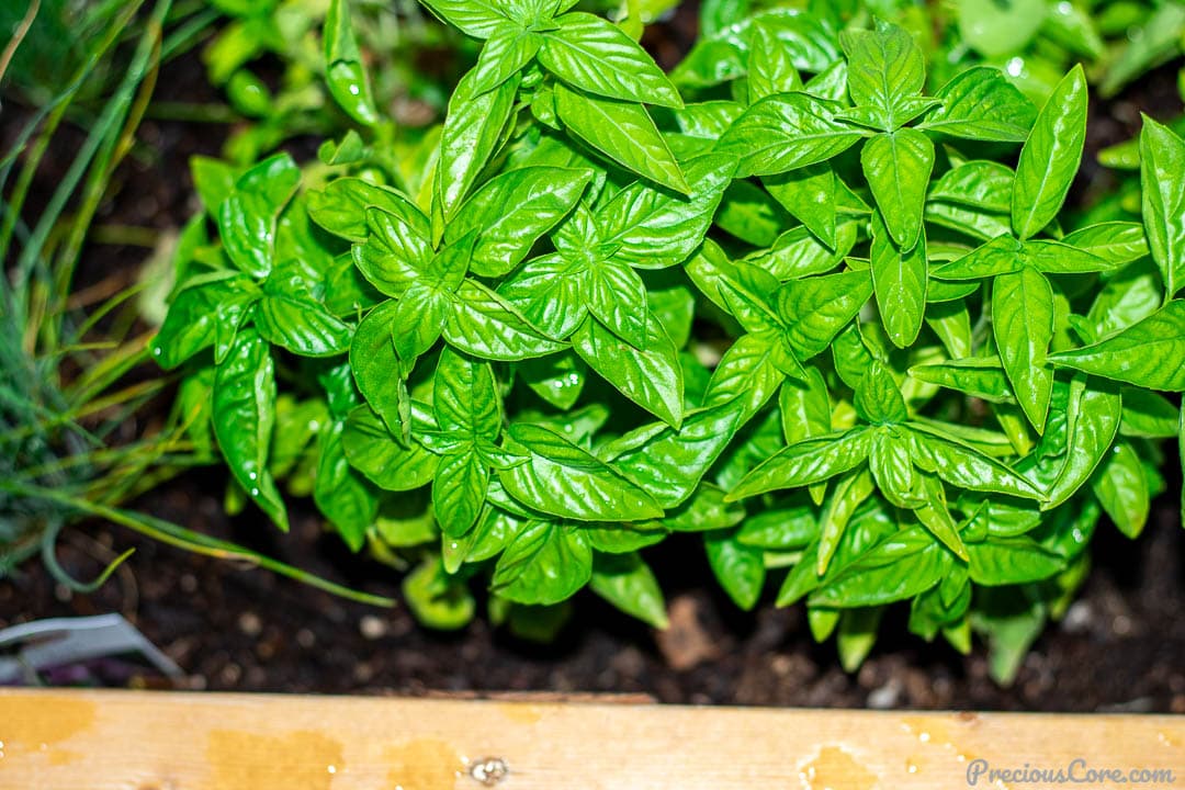 Basil in a wooden planter.