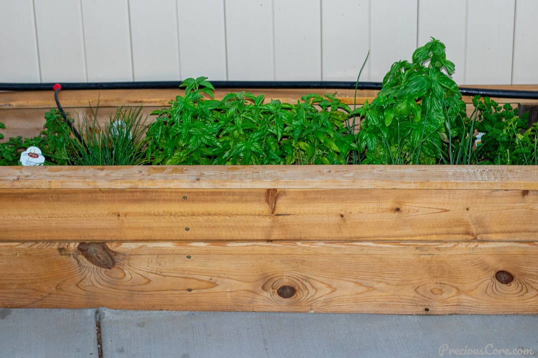 Herbs in a wooden planter.