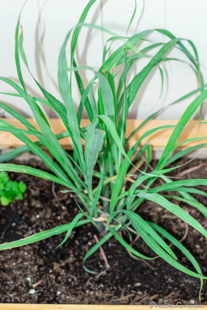 Lemon grass plant