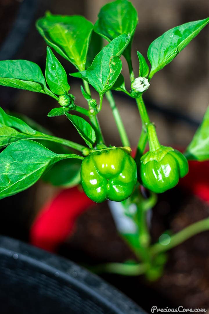 2 young bell peppers