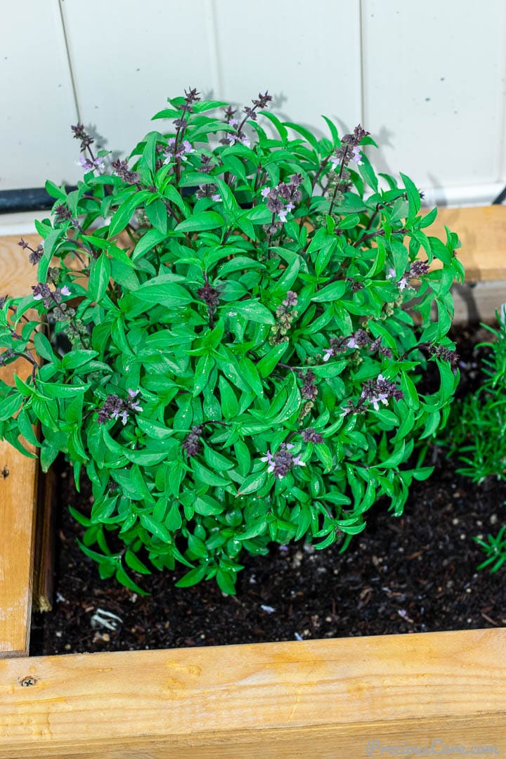 Sweet Thai basil in a wooden planter.